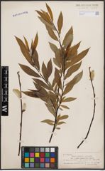 Foto von Salix daphnoides Vill.